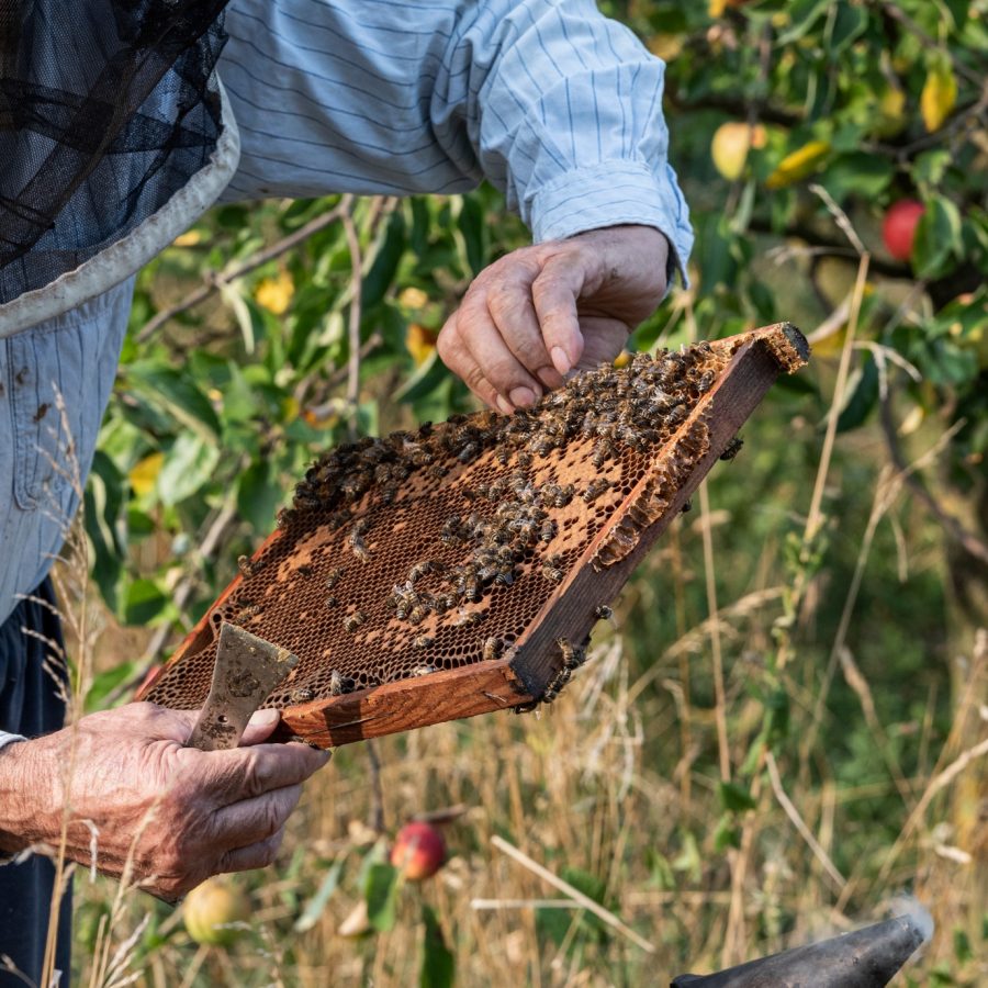 Beekeeping Beekeeping